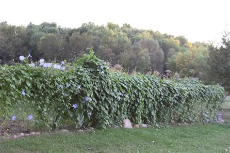 Garden Fence Covered In Morning Glories Garden Fence Morning Glory