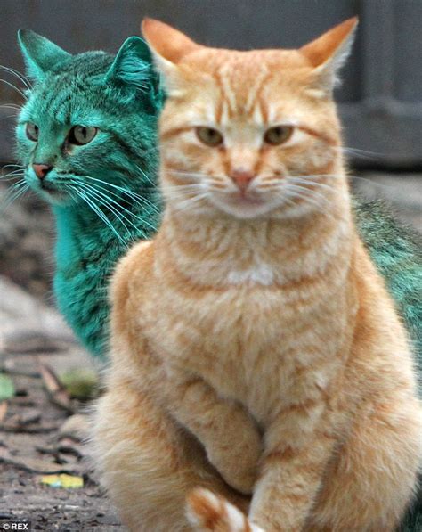 Bulgarias Mysterious Green Cat Returns After Vanishing For Three Days