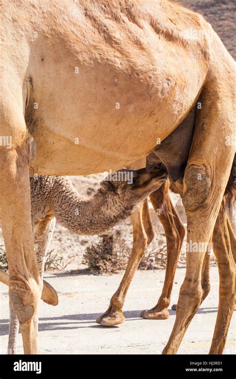Camel Calf Stock Photos And Camel Calf Stock Images Alamy