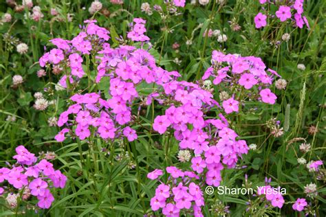 Phlox Glaberrima Interior Smooth Phlox Wild Ones Root River Chapter
