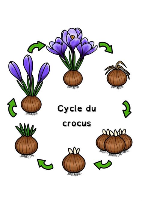 Bulbe Cycle Du Crocus
