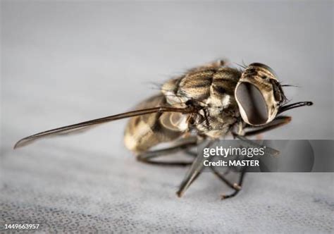 Insect Droppings Photos And Premium High Res Pictures Getty Images