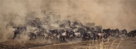 Great Wildebeest Migration Complete Guide