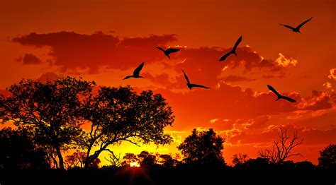 Birds At Sunset Rpics