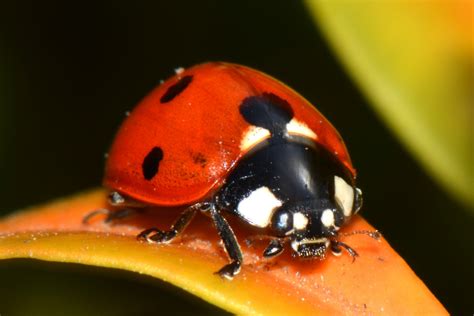 Free Images Nature Insect Ladybug Bug Fauna Ladybird