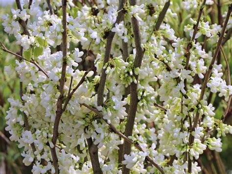 Kanadischer Judasbaum Royal White Cercis Canadensis Royal White