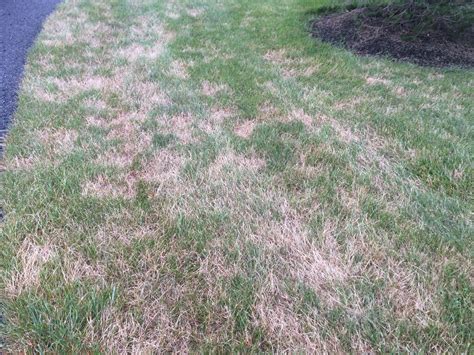 Why Is My Grass Turning Brown And How Do I Fix It