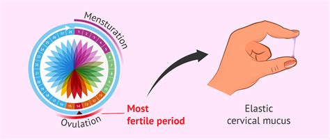Cervical Mucus On Fertile Days