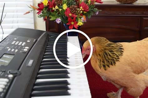 Patriotic Chicken Plays America The Beautiful On Piano