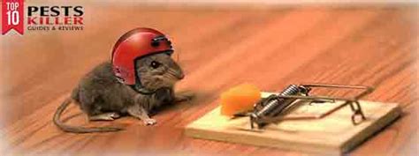Mousetrap with the bridge overturned | new mouse trap 2020. Best Mouse Trap Reviews (August 2020) and Buyer's Guide