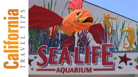 Sea Life Aquarium San Diego Attractions Youtube