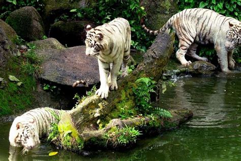 Akan muncul pertengkaran atau kekhawatiran. Omar, Si Rimau Putih Tertua Zoo Singapura Dimatikan ...