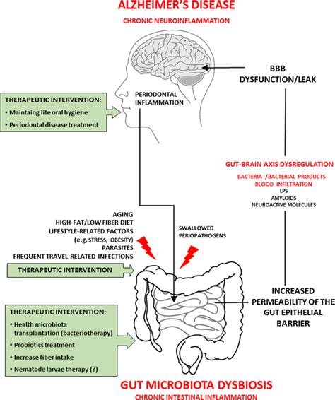 Gut Microbiota Dysbiosis And Alzheimers Disease Mechanism And