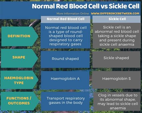 Difference Between Normal Red Blood Cell And Sickle Cell