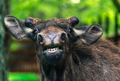 9 Hilarious Awkward Moose Photos Cottage Life
