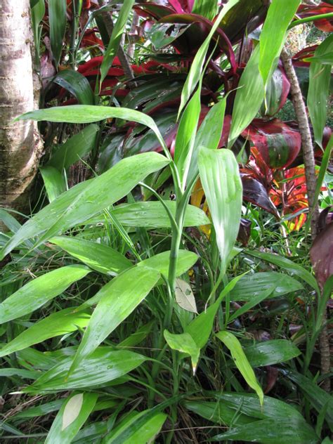 Plants That Look Like Bamboo Progardentips