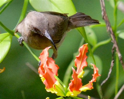 Dusky Honeyeater Treehugger