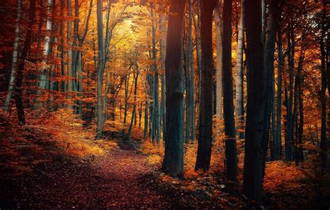 Forest Autumn Orange Wallpapers Wallpaper Cave