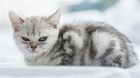 Vomiting in cats differs from regurgitation. Why Do Cats Spit At Each Other - toxoplasmosis