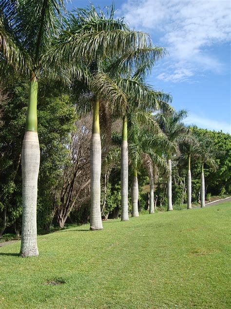 Royal Palm Tree Roystonea Regia Kens Nursery