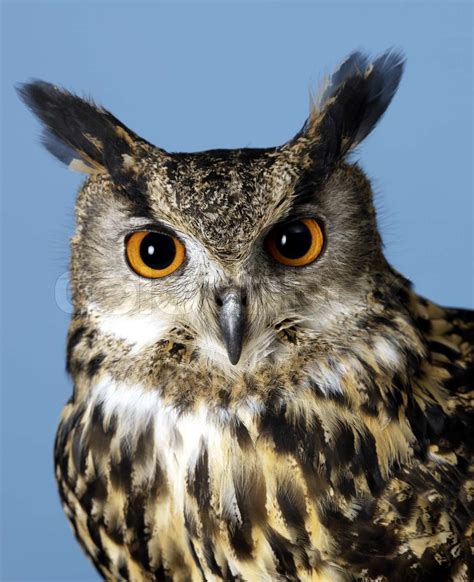 Owl Portrait Stock Image Colourbox
