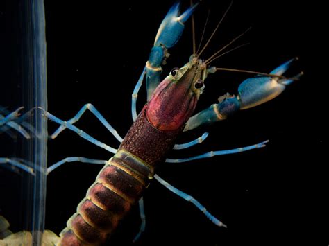 Thunderbolt Crayfish Cherax Pulcher Aquatic Arts