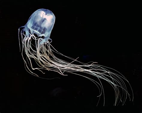 Lethal Stings From The Australian Box Jellyfish Could Be