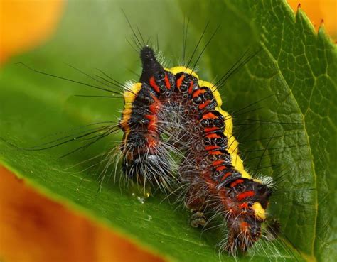 9 Different Types Of Caterpillars Caterpillar Insects Type