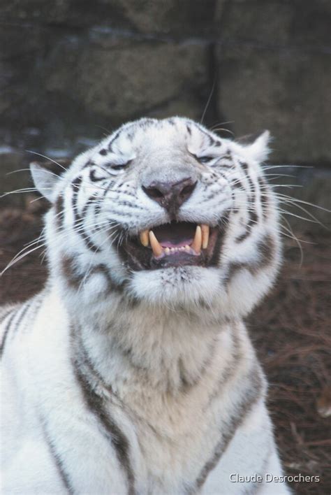 White Tiger Smiling By Claude Desrochers Redbubble