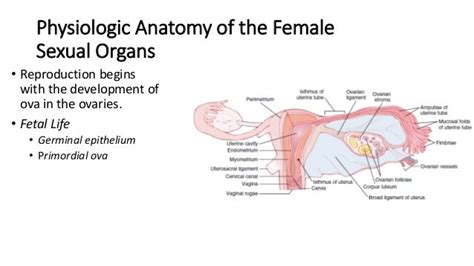 Female Physiology Before Pregnancy