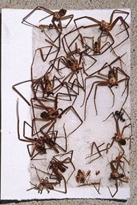 How To Identify And Control Brown Recluse Spiders Hubpages Images And