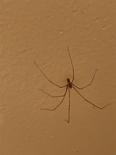 Could Yall Help Me Id This Spider I Found In My Basement I Know It