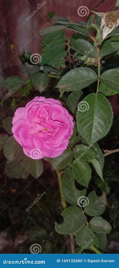 Indian Pink Rose Stock Photo Image Of Korram Dipesh 169132680
