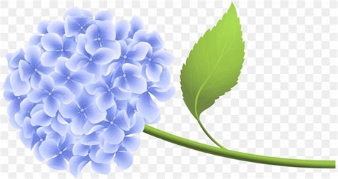 Blue Hydrangea Clipart Free 10 Free Cliparts Download Images On