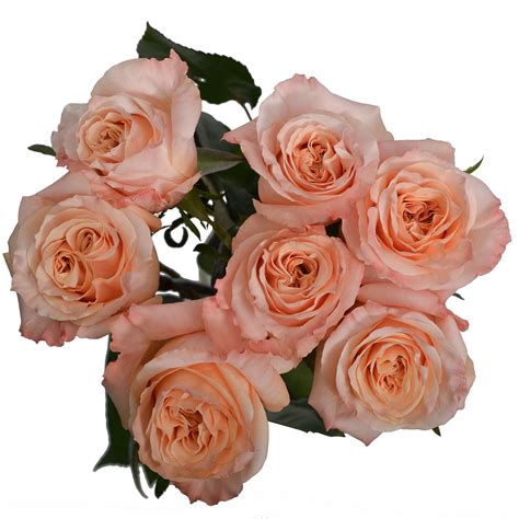 Rose Pink Mondial Pick Up Flower Catalog