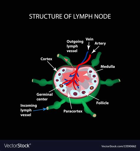 Anatomical Structure Lymph Node Royalty Free Vector Image