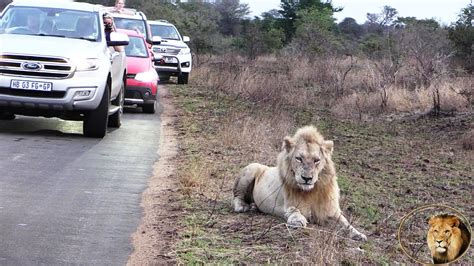 Casper The White Lion Causing A Massive Traffic Jam In Kruger Park
