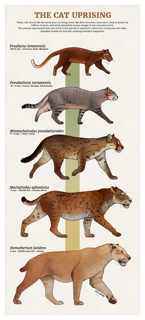 Cat Evolutionary Tree