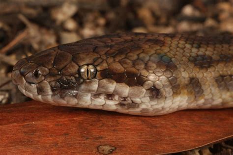 Spotted Python South East Snake Catcher Gold Coast