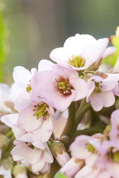 Pink Spring Flowers Stock Image Image Of Blossom Effect 37168811