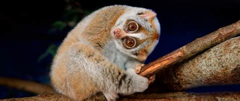 What Is A Slow Loris Everything You Need To Know About This Cute But Venomous Primate Bbc
