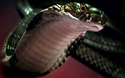 Cobra Snake Wallpapers Viper Snakes Head Definition