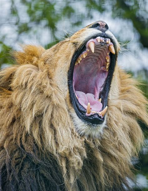 Big Lion Yawn Majestic Animals Lion Artwork Animals Wild