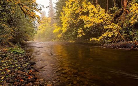 Calm Flowing River In The Forest Hd Desktop Wallpaper Widescreen