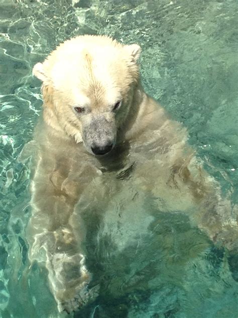 Polar Bear At The Toronto Zoo Toronto Zoo Polar Bear Picture Places