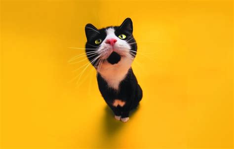 Wallpaper Cat Color Cat Images For Desktop Section кошки Download
