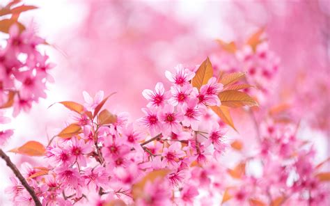 Фотографии Сакура розовых цветок на ветке Крупным планом 3840x2400