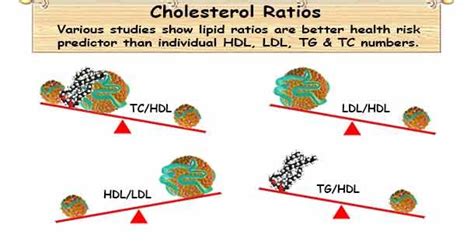 The ldl ratio is one of the most popular measures of risk of heart diseases. What is cholesterol ratio? Cholesterol and triglyceride to ...