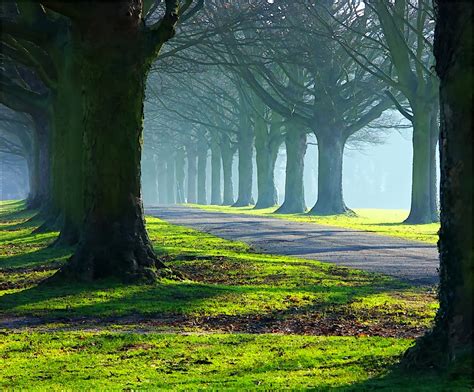 The Avenue Trees In Mists And Sun Please See Flickstrbase Flickr