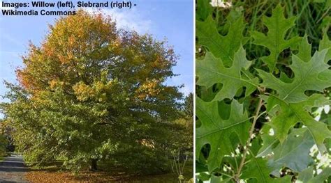 Types Of Oak Trees With Their Bark And Leaves